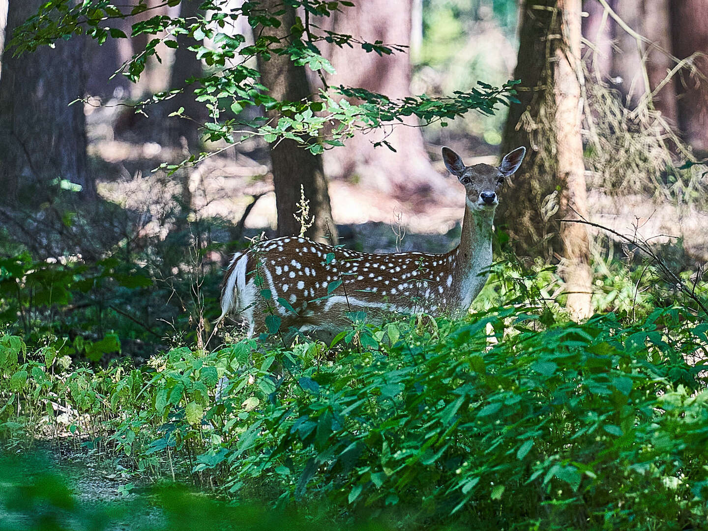 Genießer- Auszeit im Grünen in der Lüneburger Heide inkl. Abendessen