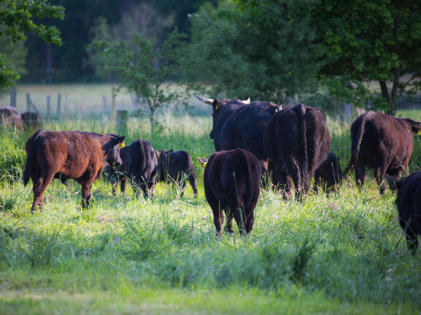 Genießer- Auszeit im Grünen in der Lüneburger Heide inkl. Abendessen