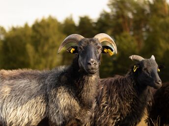 Ab auf`s Rad - Auf zwei Rädern durch die Lüneburger Heide 