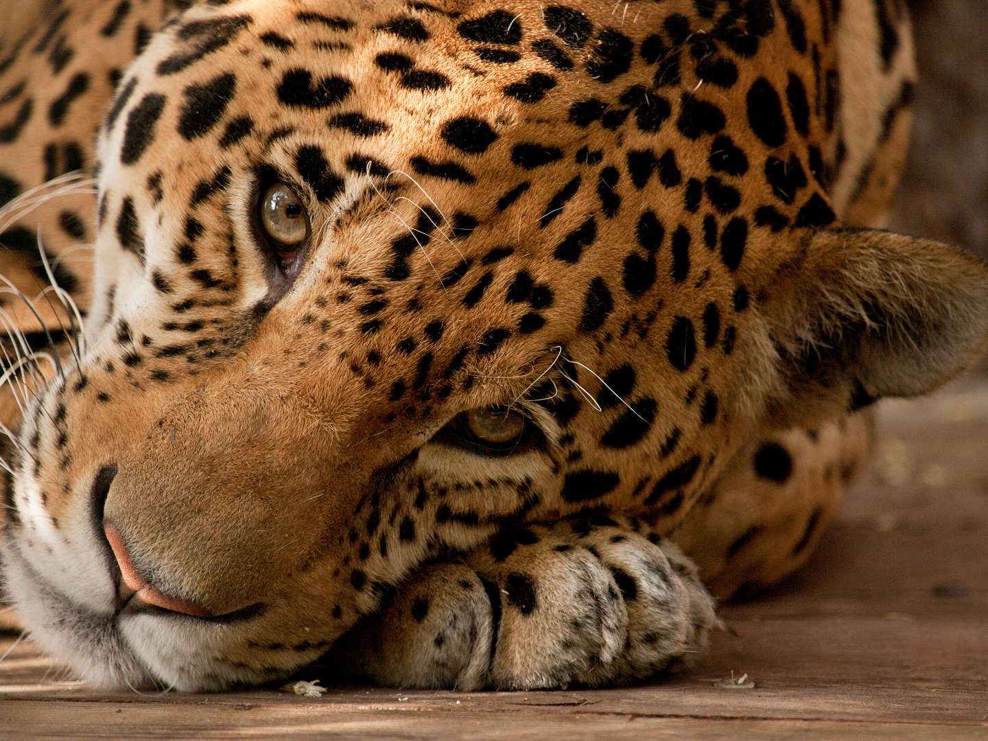 Leipzig-Tiere-Sensationen - 5 Tage inkl. Zoo-Besuch 