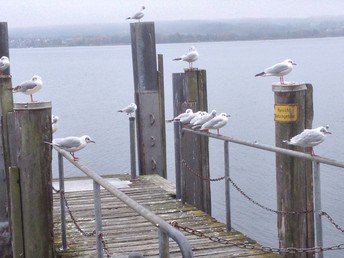 WohlfühlOase Verwöhn Tage am Bodensee mit Massage