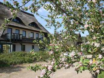 Streicheleinheiten für die Seele