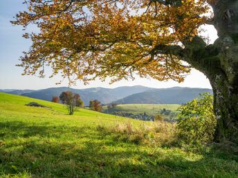 Das Wandern im Schwarzwald ist... auch meine Lust