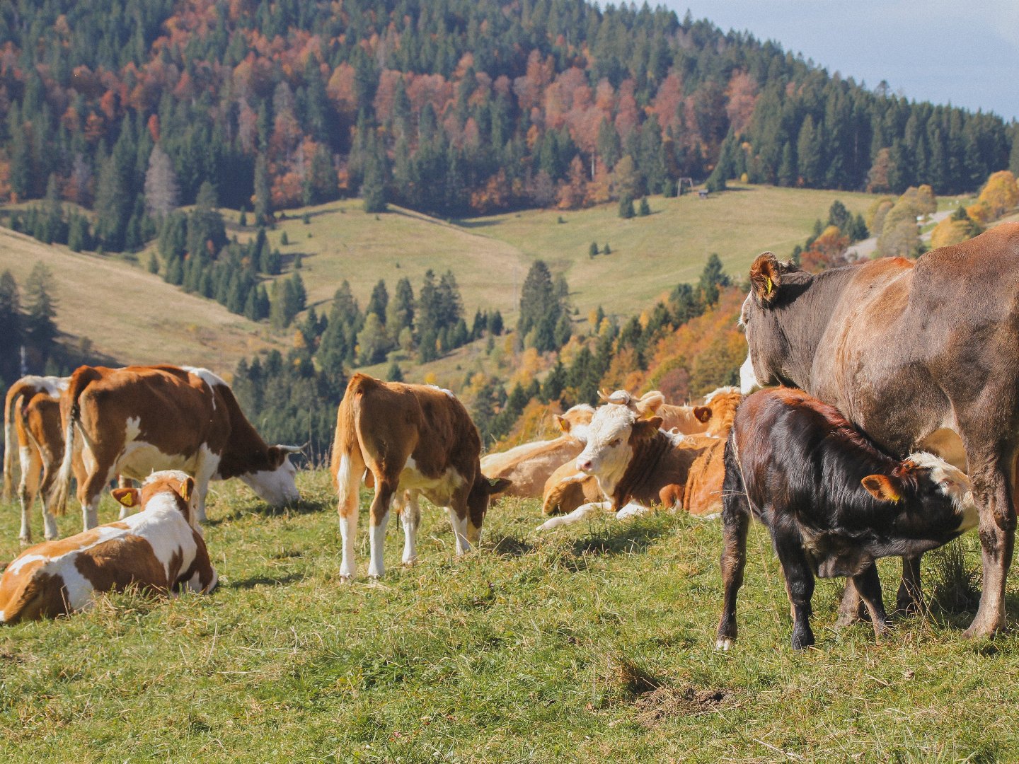 Rößle Special - Kurzurlaub im Schwarzwald