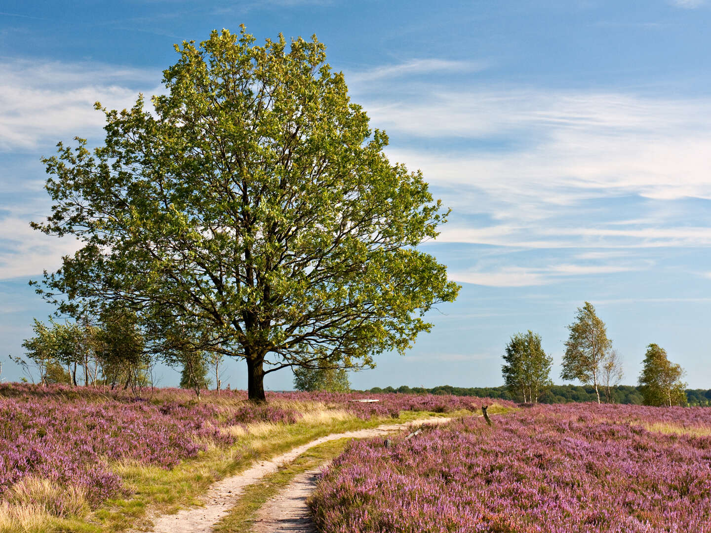 Detox Vital Tage im Süden der Lüneburger Heide