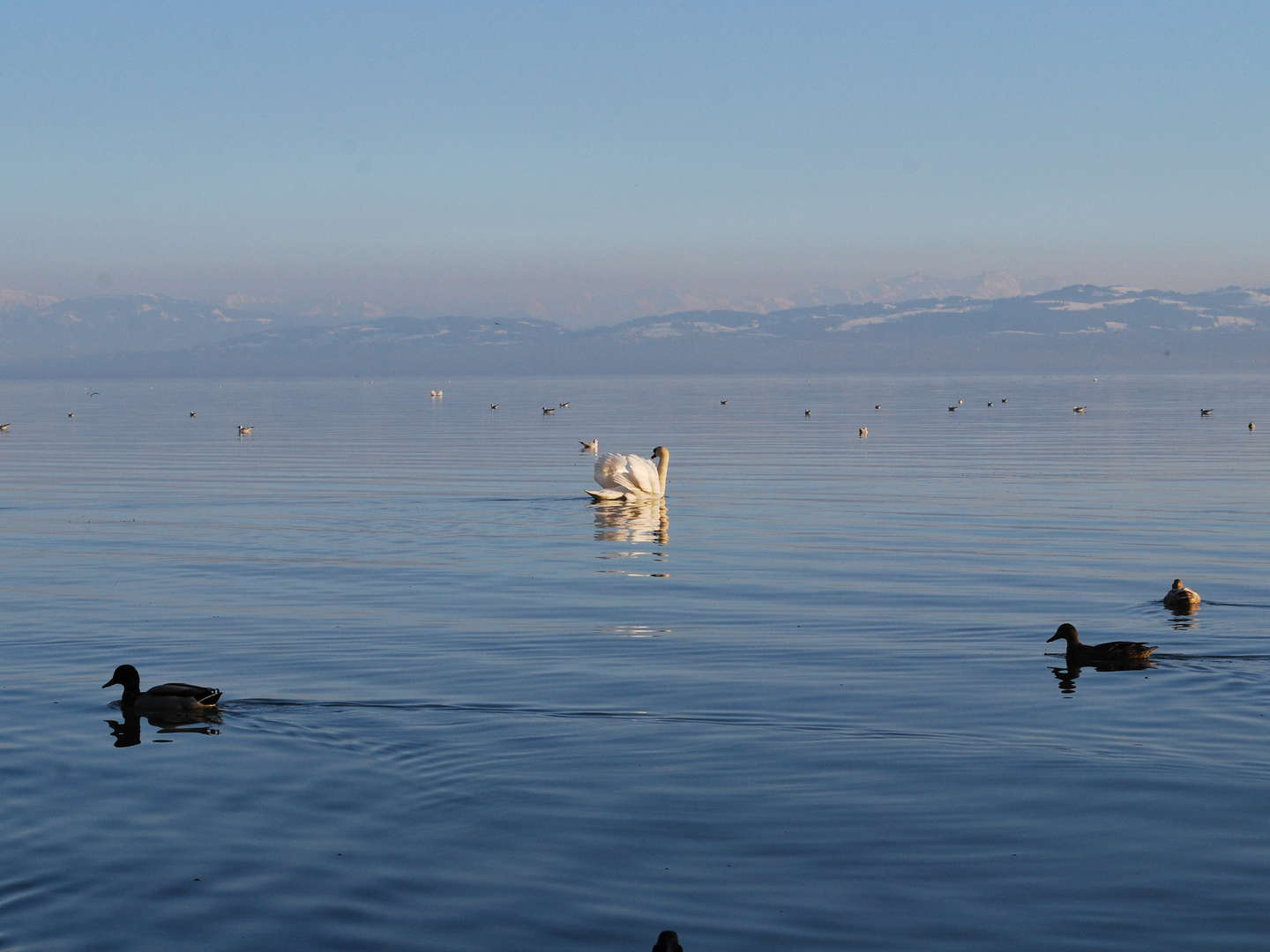 Rund um den Bodensee