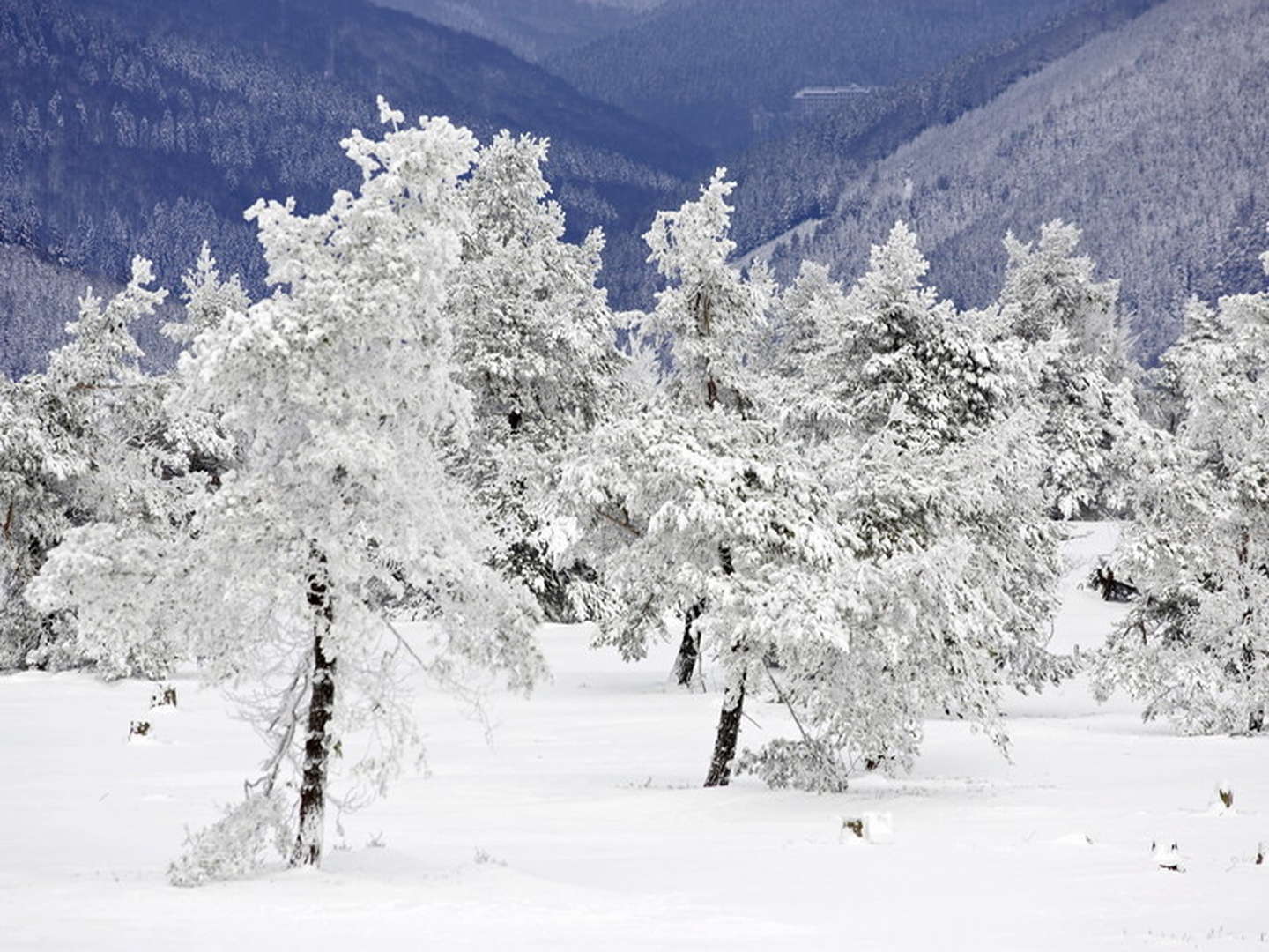 Weihnachten Im Upländer Hof im Sauerland