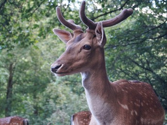 Kunterbunt den Harz erleben