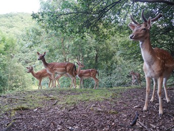 Kunterbunt den Harz erleben