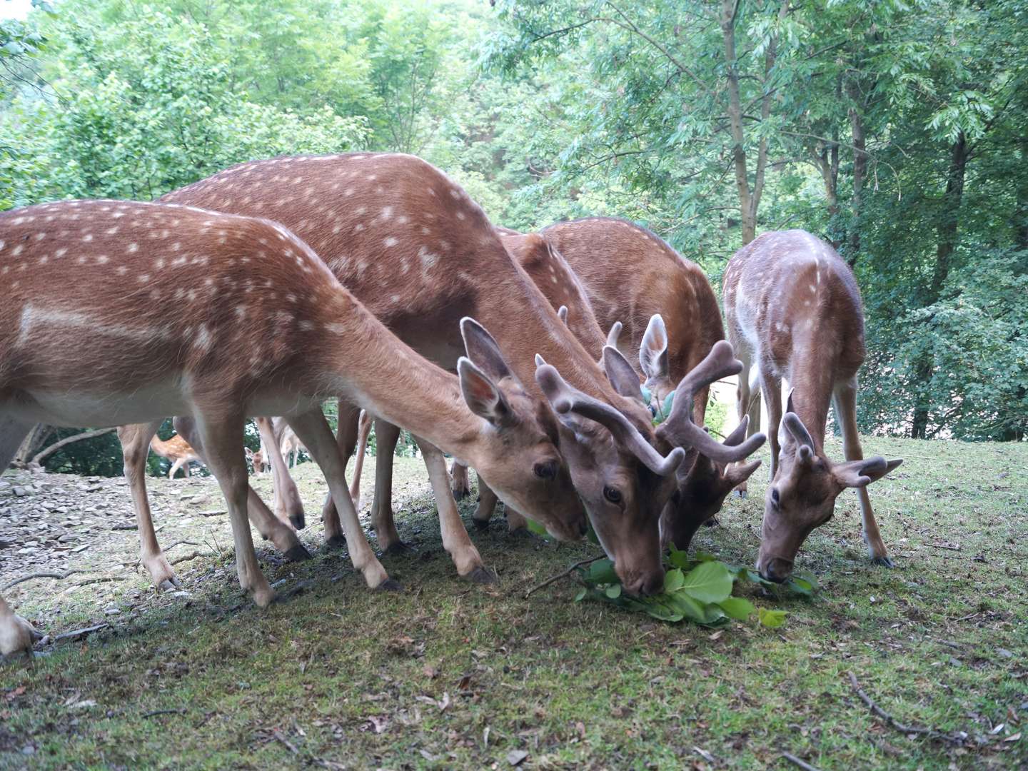 Kunterbunt den Harz erleben