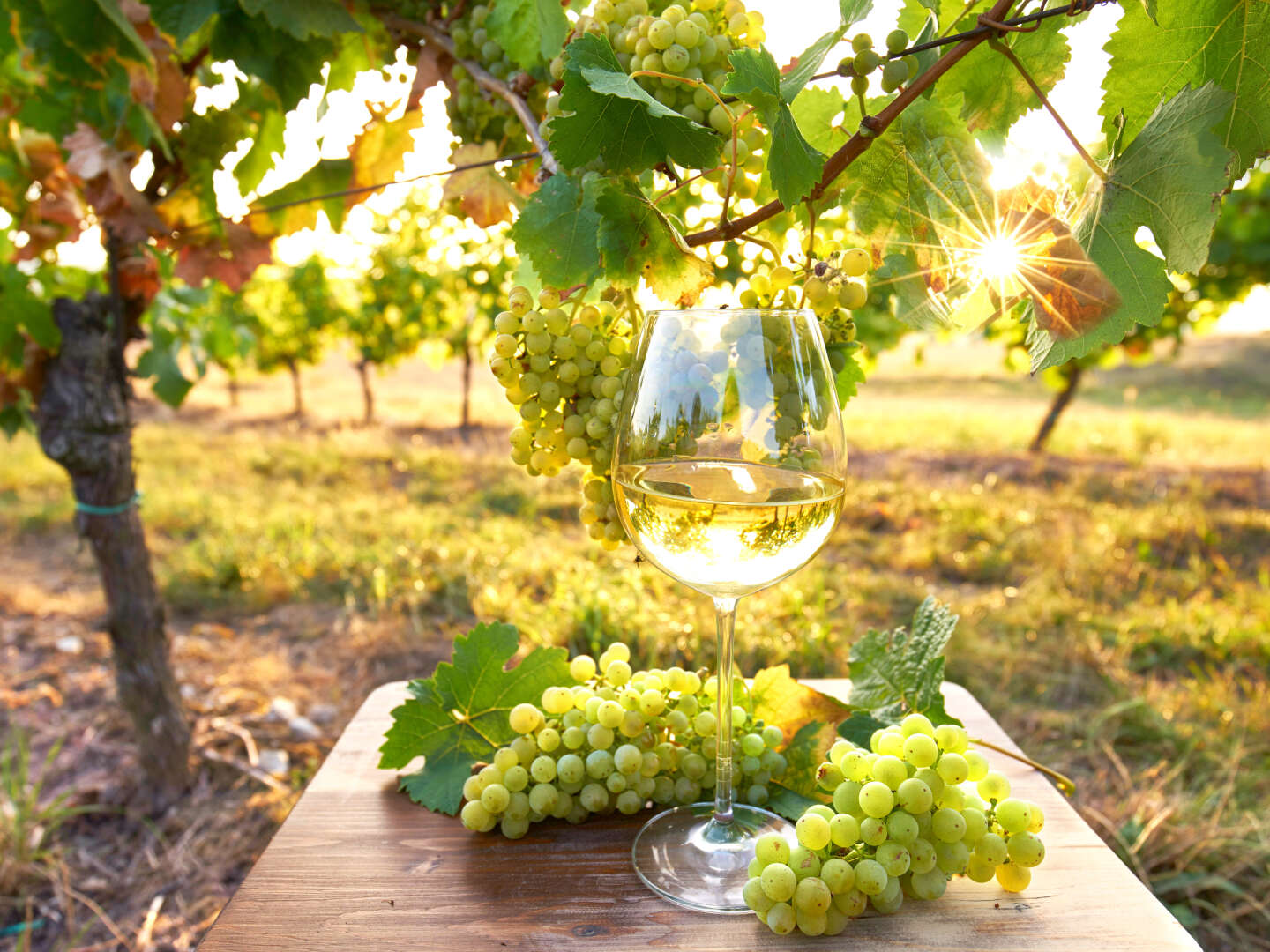 Wein & Genuss im Land der 1000 Hügel