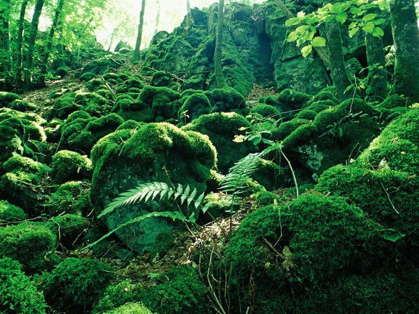 Vulkan-Wellness in der Eifel inkl. Schlemmermenü & Massage