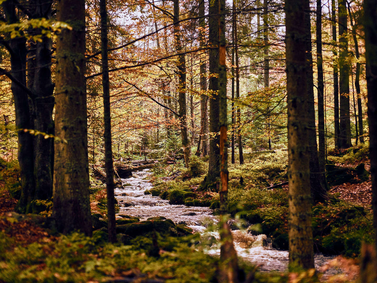 Baumwipfelpfad im Bayerischen Wald erklimmen inkl. Halbpension | 6 Tage