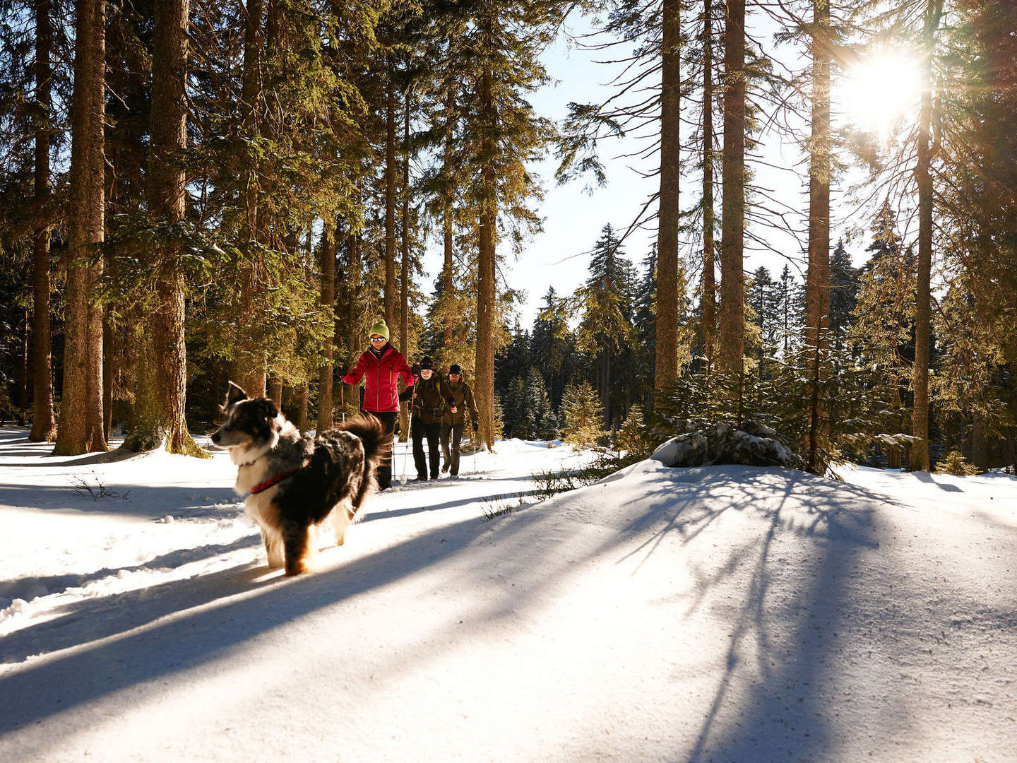 Baumwipfelpfad im Bayerischen Wald erklimmen inkl. Halbpension | 6 Tage