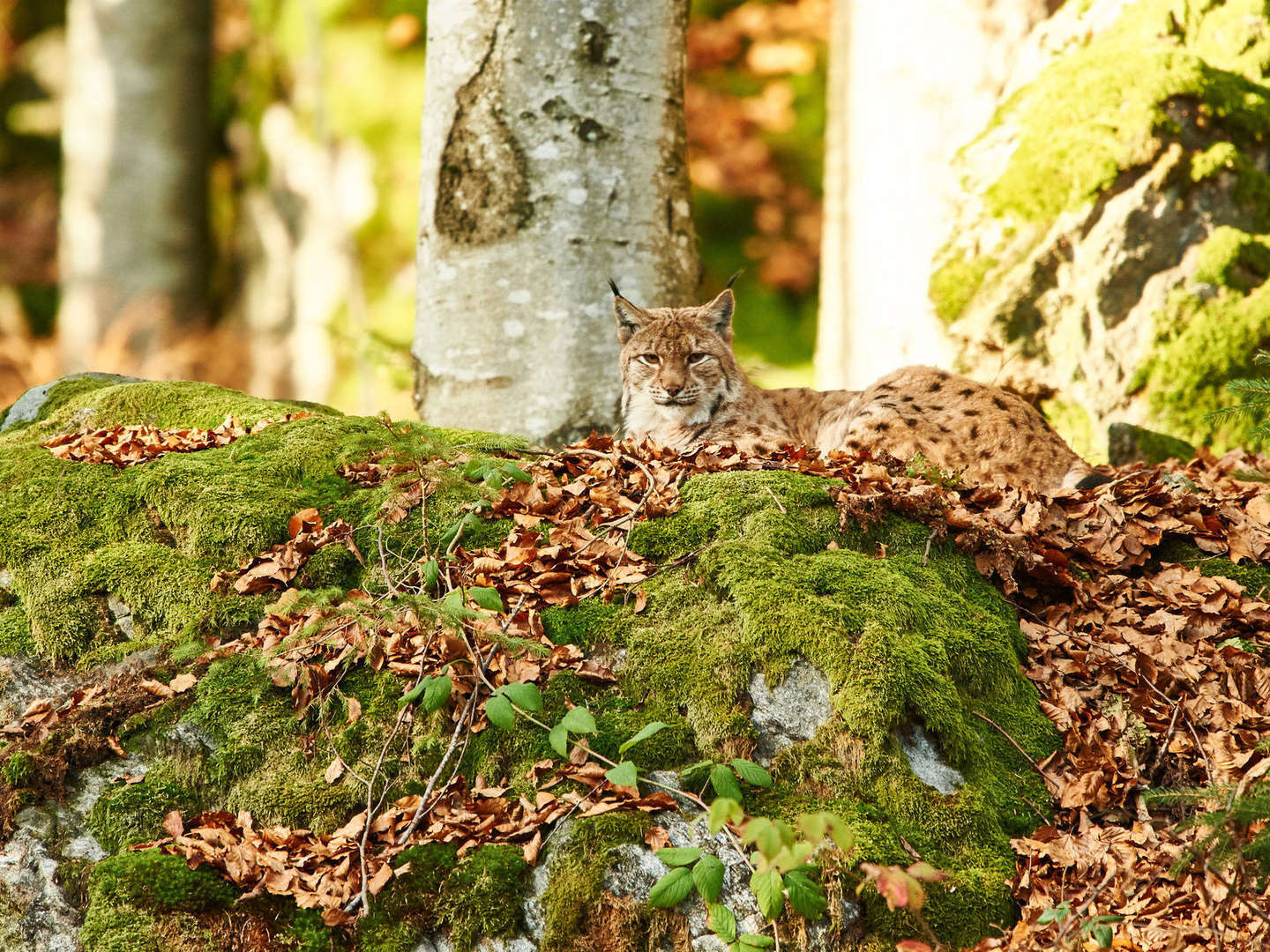 Baumwipfelpfad im Bayerischen Wald erklimmen inkl. Halbpension | 6 Tage