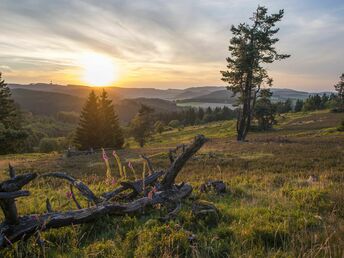 Berg-und Talfahrt im Sauerland inkl. Besichtigung Hochheideturm  