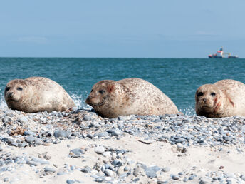 Für 8 Winter- Tage an die Nordsee auf die schöne Insel Juist    