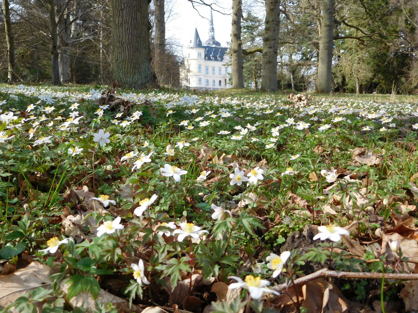 Schlossromantik auf Rügen - 2 Nächte 