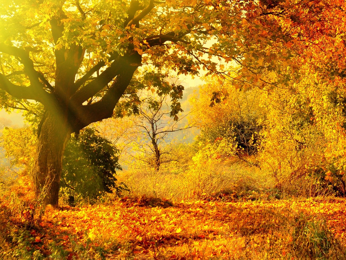 Herbstzauber auf Rügen 