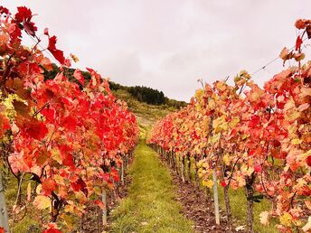 7 Tage Mosel-Kurzurlaub Schnäppchen inkl. Schifffahrt & Verwöhnmenü