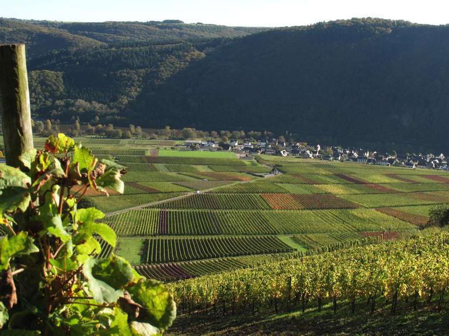 7 Tage Mosel-Kurzurlaub Schnäppchen inkl. Schifffahrt & Verwöhnmenü