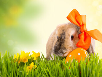 Hasenalarm - Ostern in der Teutoburger Wald Region im Ringhotel Landhotel Buller | 3 Nächte