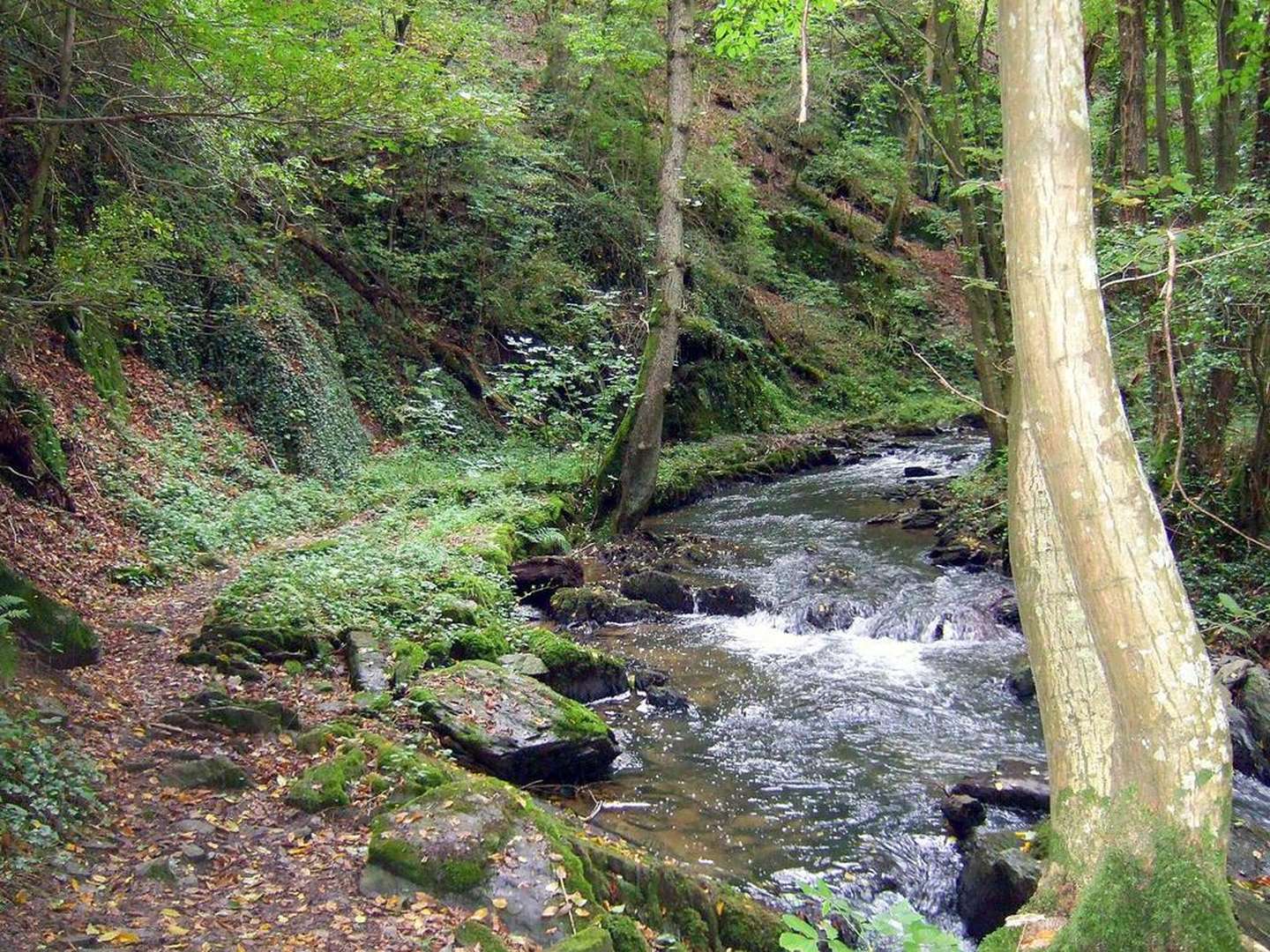 4 Tage Landromantik / Urlaub in Rheinland-Pfalz inkl. Halbpension