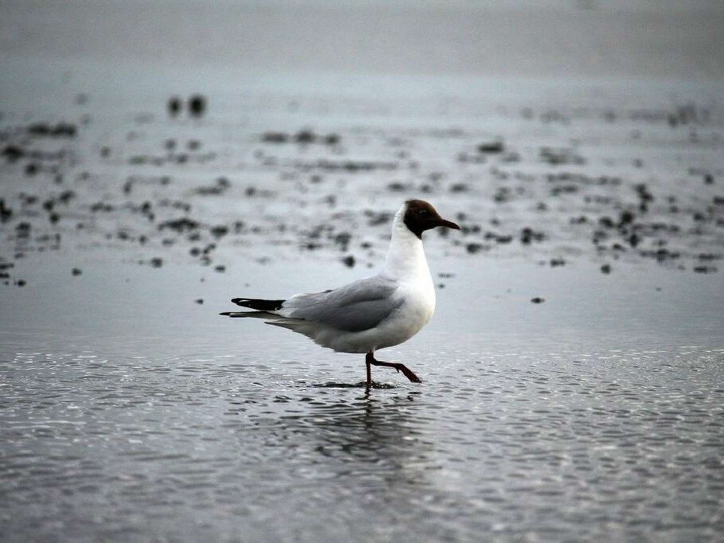 Kurzurlaub mit Biikebrennen