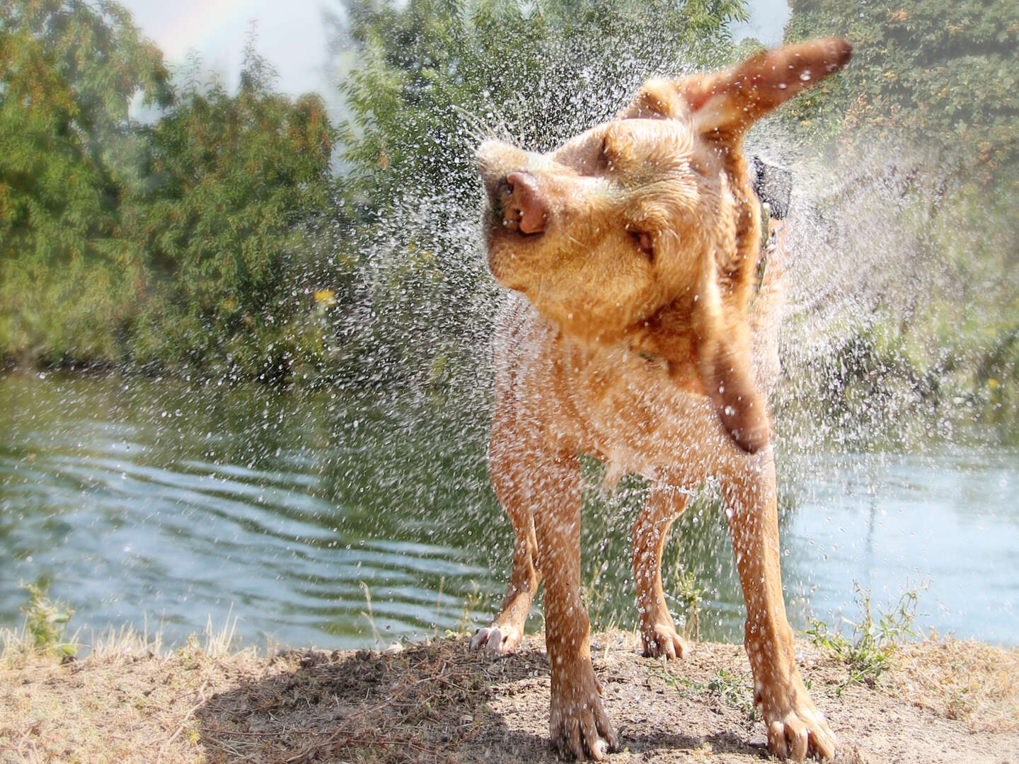 Mit Leine ins Glück | 3 Tage mit Hund 