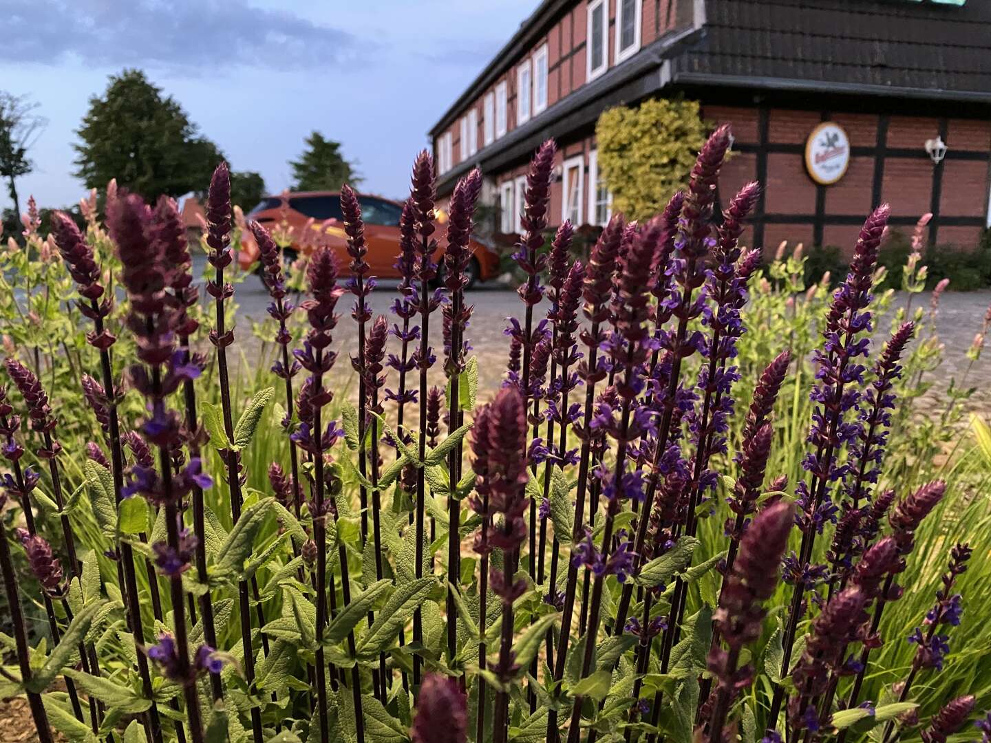 3 Tage Gänseschmaus & Horrido am Arendsee