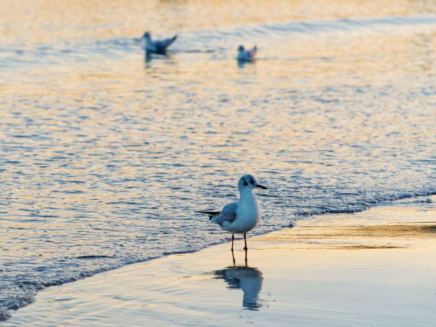 3 Tage Binz, im größten Ostseebad auf Rügen entspannen