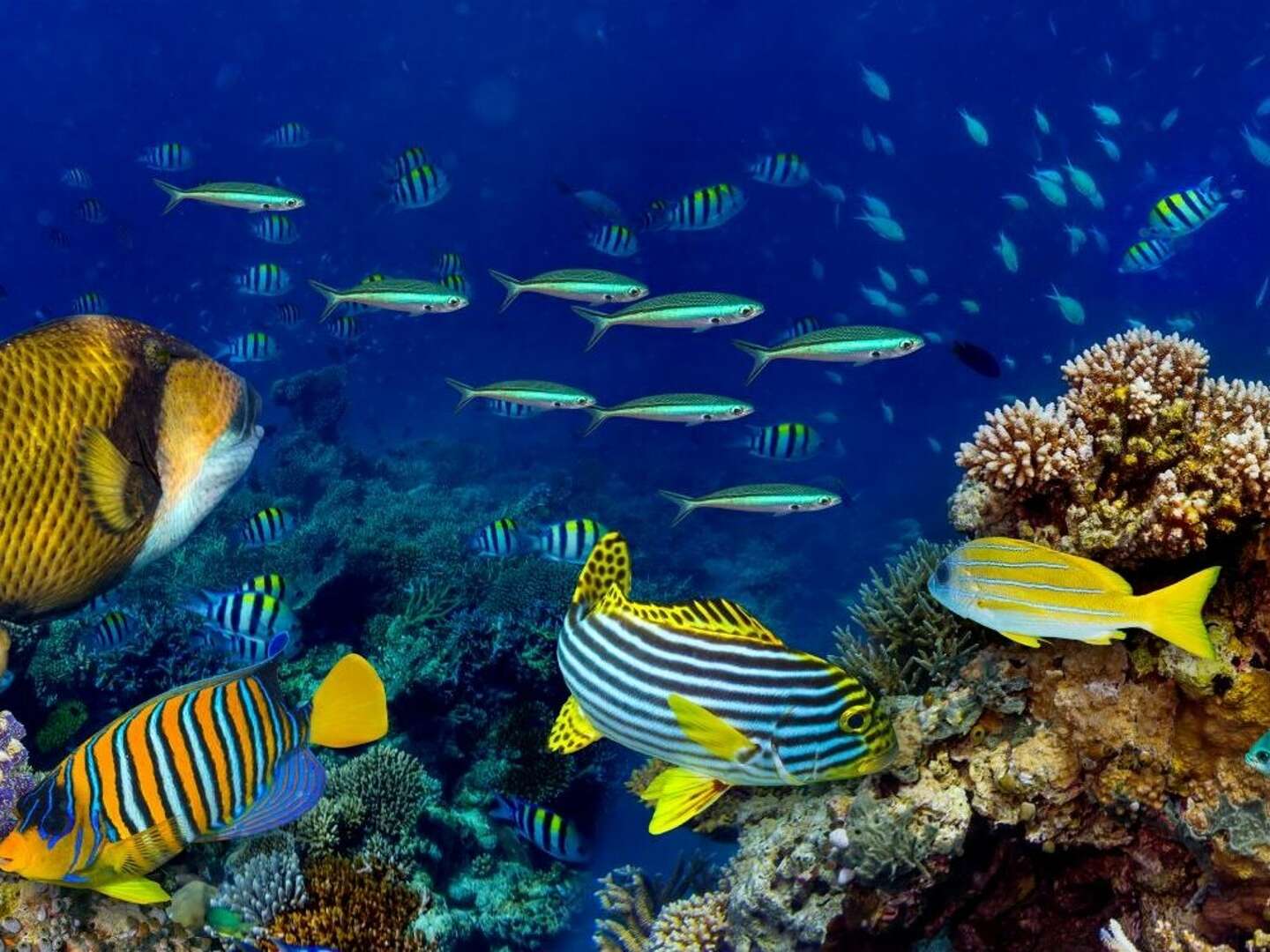 Schnupperurlaub an Bord der Nautilus (Nov.-Dez.)