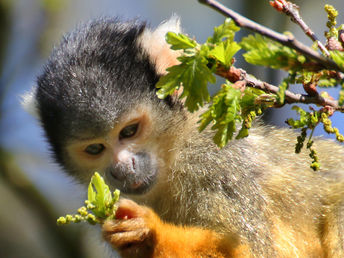 Tiergarten Familienarrangement für 2 Erw. & 1 Kind bis 13 Jahre 