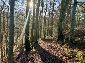 Wanderpauschale im Hochsauerland - 7 Tage  6 ÜN