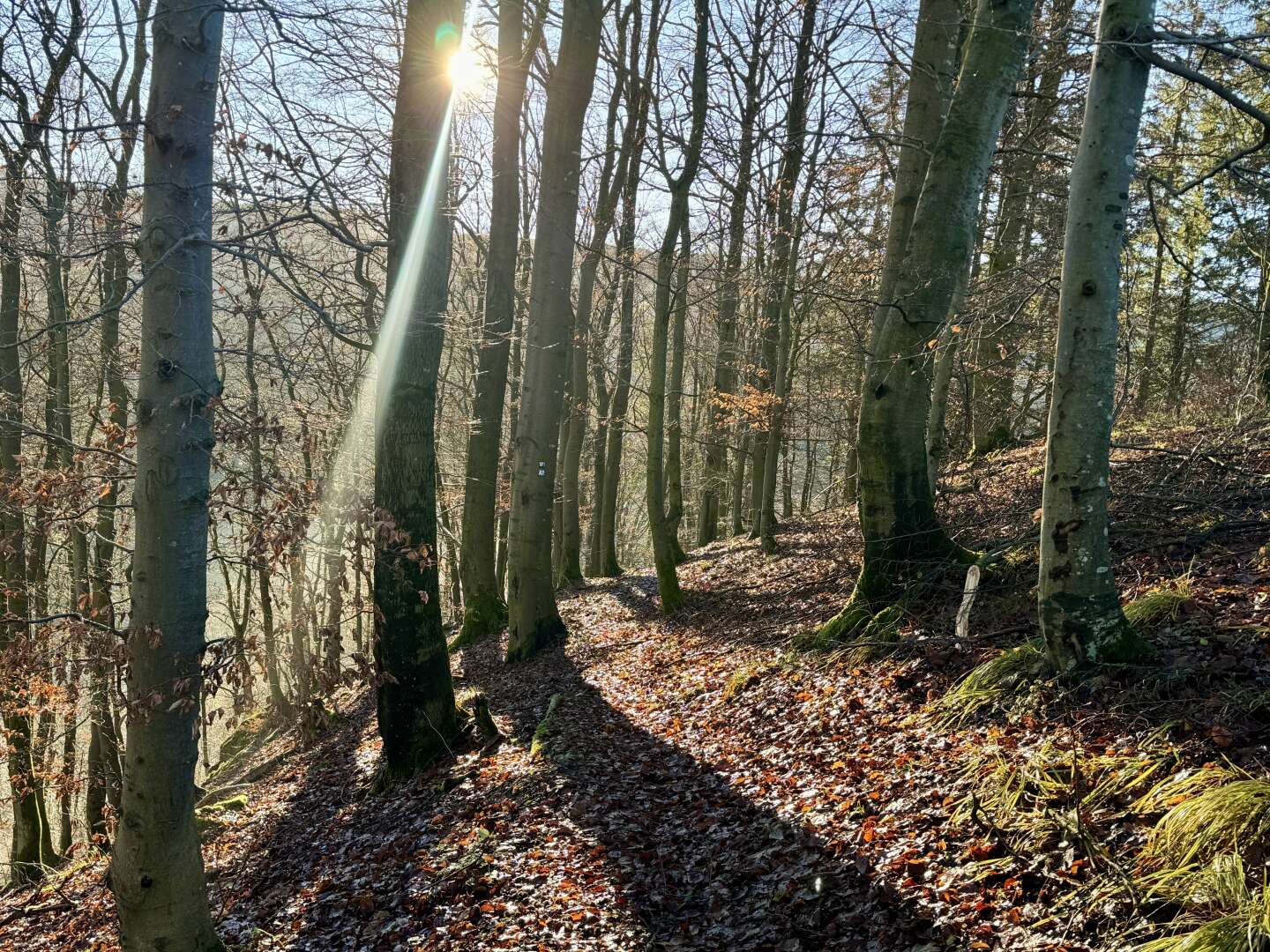 Wanderpauschale im Sauerland inkl. HP | 4 Nächte - Anreise So & Mo