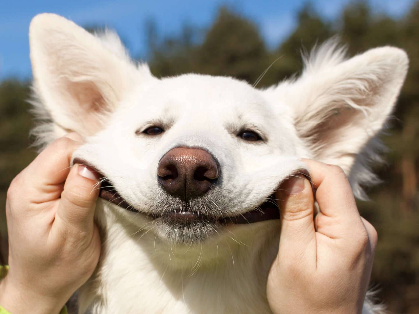 Kurzurlaub mit Hund - 2 Tage inkl. Halbpension