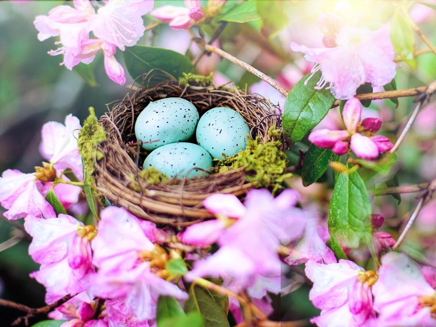 Ostern in Bonn - Magischer Frühlingszauber zur Kirschblütenzeit | 4 Tage