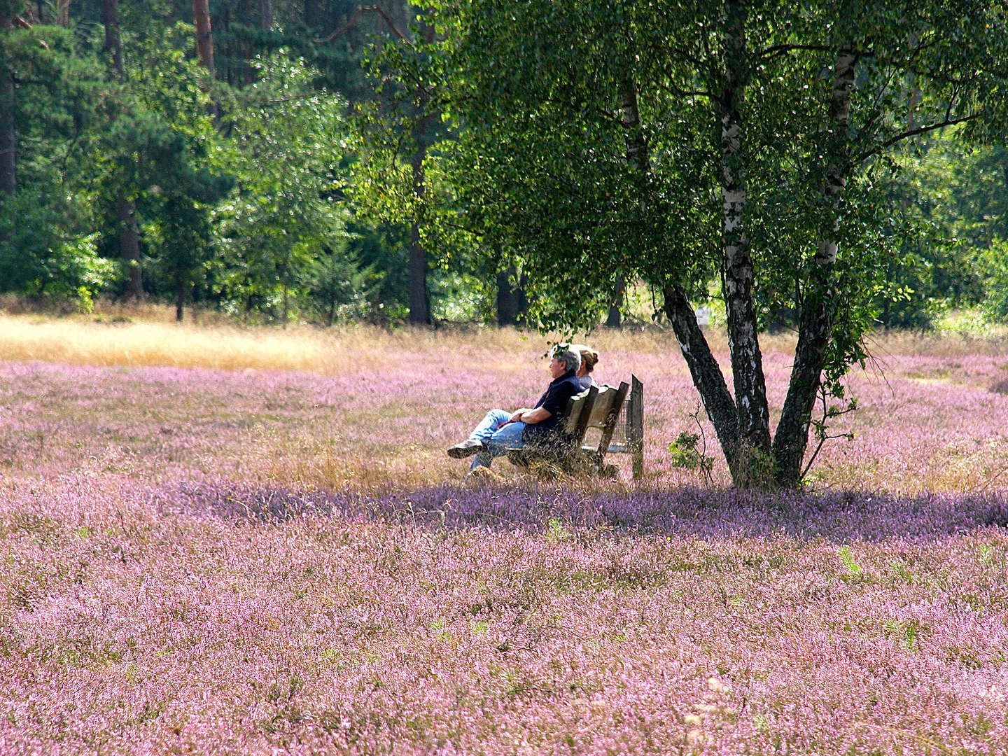 Meeresklima-Wohlfühl-Auszeit in der Lüneburger Heide- 8 Tage