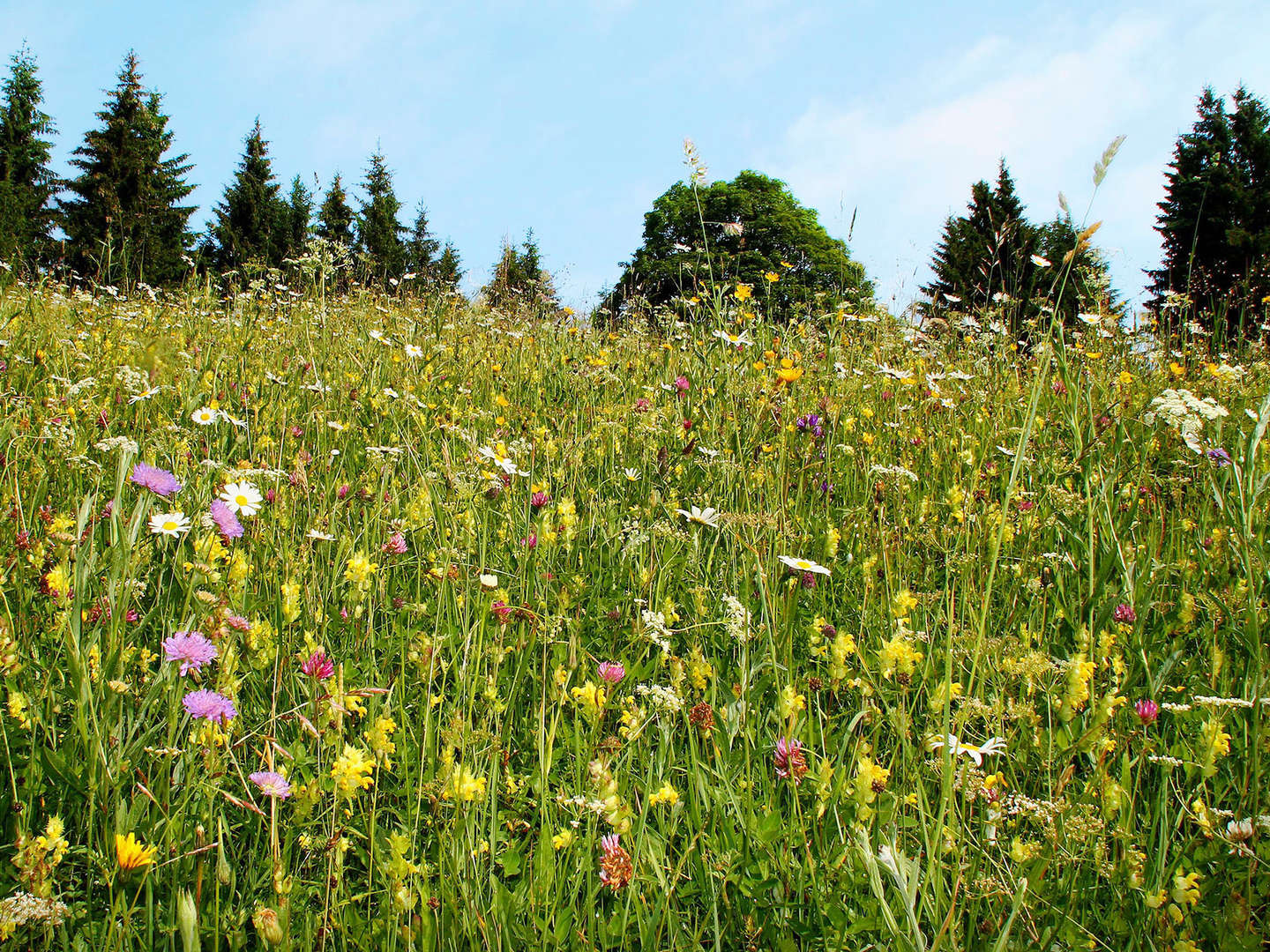 Erlebnisurlaub Bayerischer Wald Ferienregion St. Englmar/Rattenberg, Sommerrodelbahn Egidibuckel