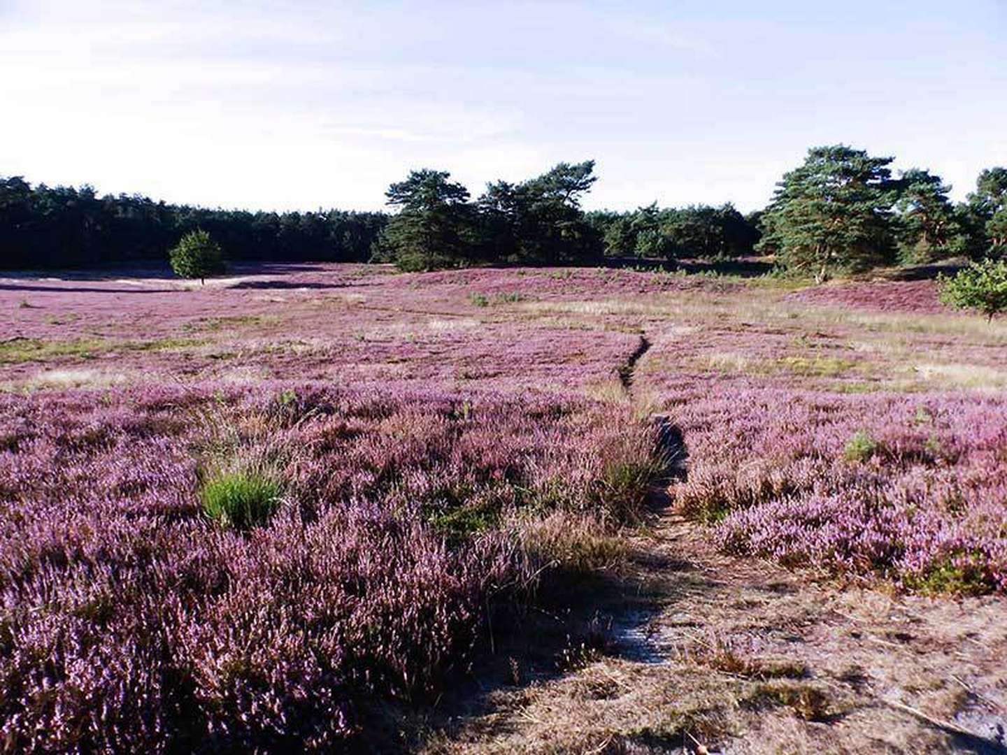 3 Tage Lüneburger Heide-Auszeit zwischen Hamburg & Bremen inkl. Halbpension