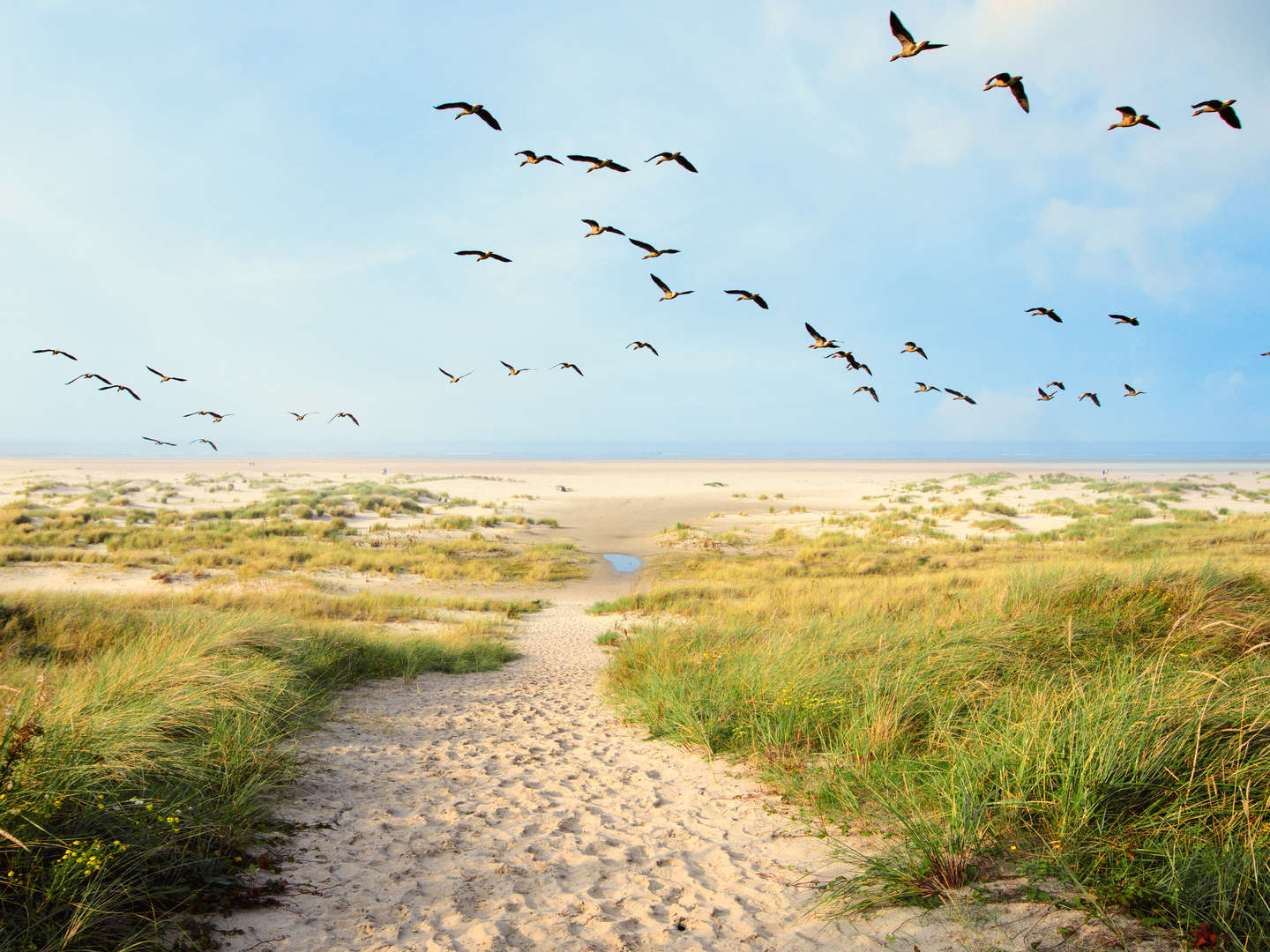 6 Erholungstage im Ferienappartement an der Nordsee inkl. Langeoog & Halbpension