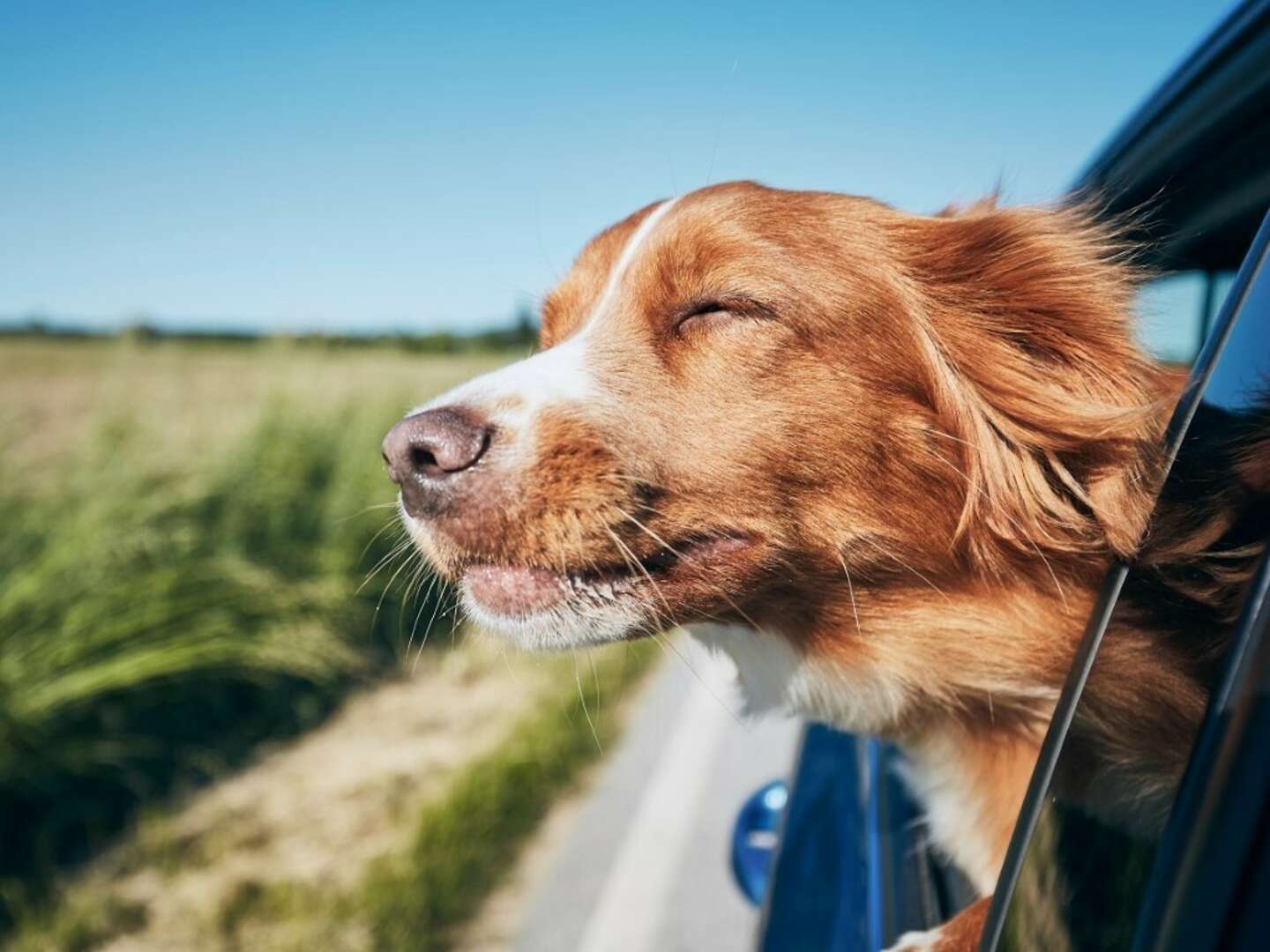 Für unsere Hundeliebhaber- 4 Tage am Bodensee