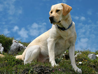 Entspannte Urlaubstage mit Hund in der Wingst an der Nordsee