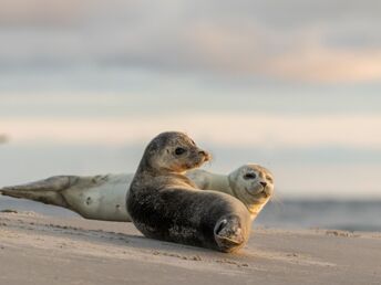 Zeit zu Zweit im Kleinen Hans an der Nordsee inkl. Dinner