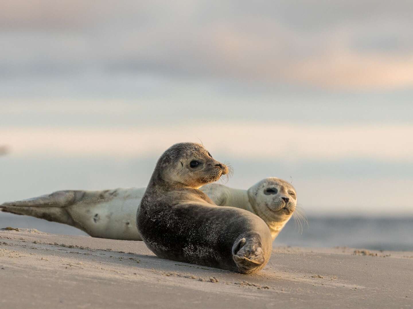 Zeit zu Zweit im Kleinen Hans an der Nordsee inkl. Dinner