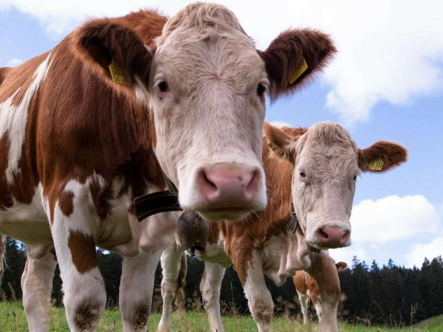 4 Erholungstage im Schwarzwald