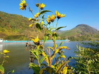 Kleine kulinarische Auszeit an der Mosel | 4 Tage