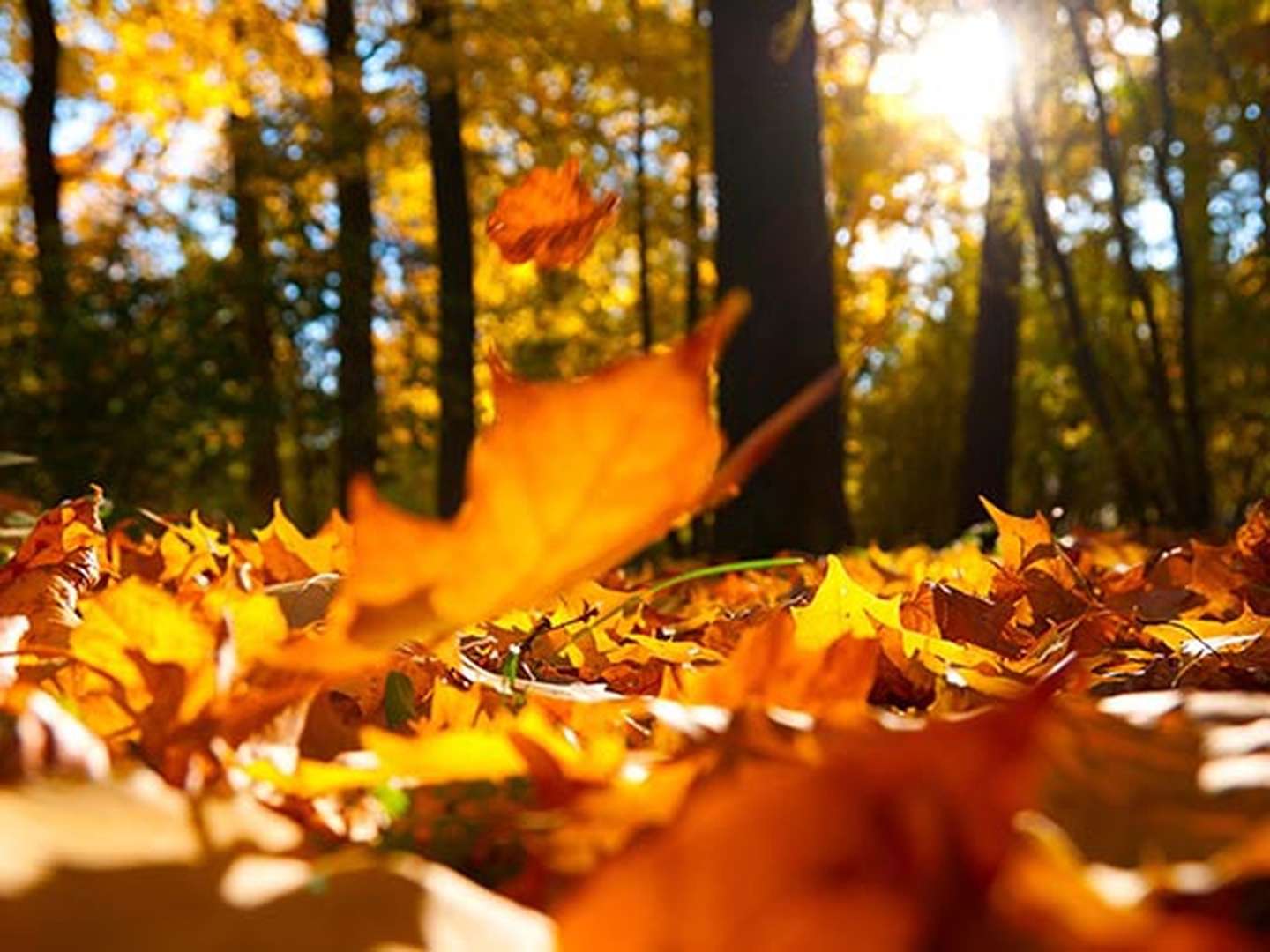 3 Tage - Goldener Herbst im Osnabrücker Land inkl. Halbpension