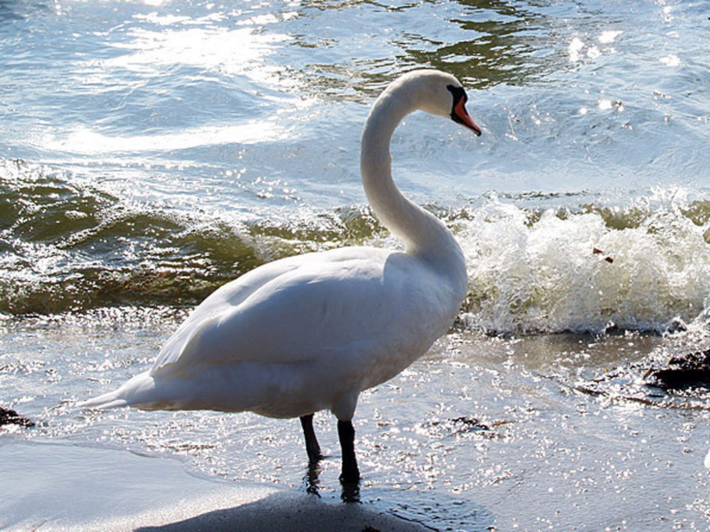 6 Tage Auszeit auf Usedom in Wolgast inkl. Abendessen