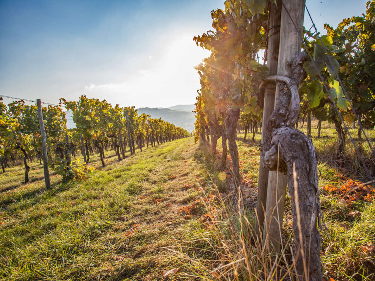 Wandern durch die Weinberge im Remstal bei Stuttgart 7 Tage